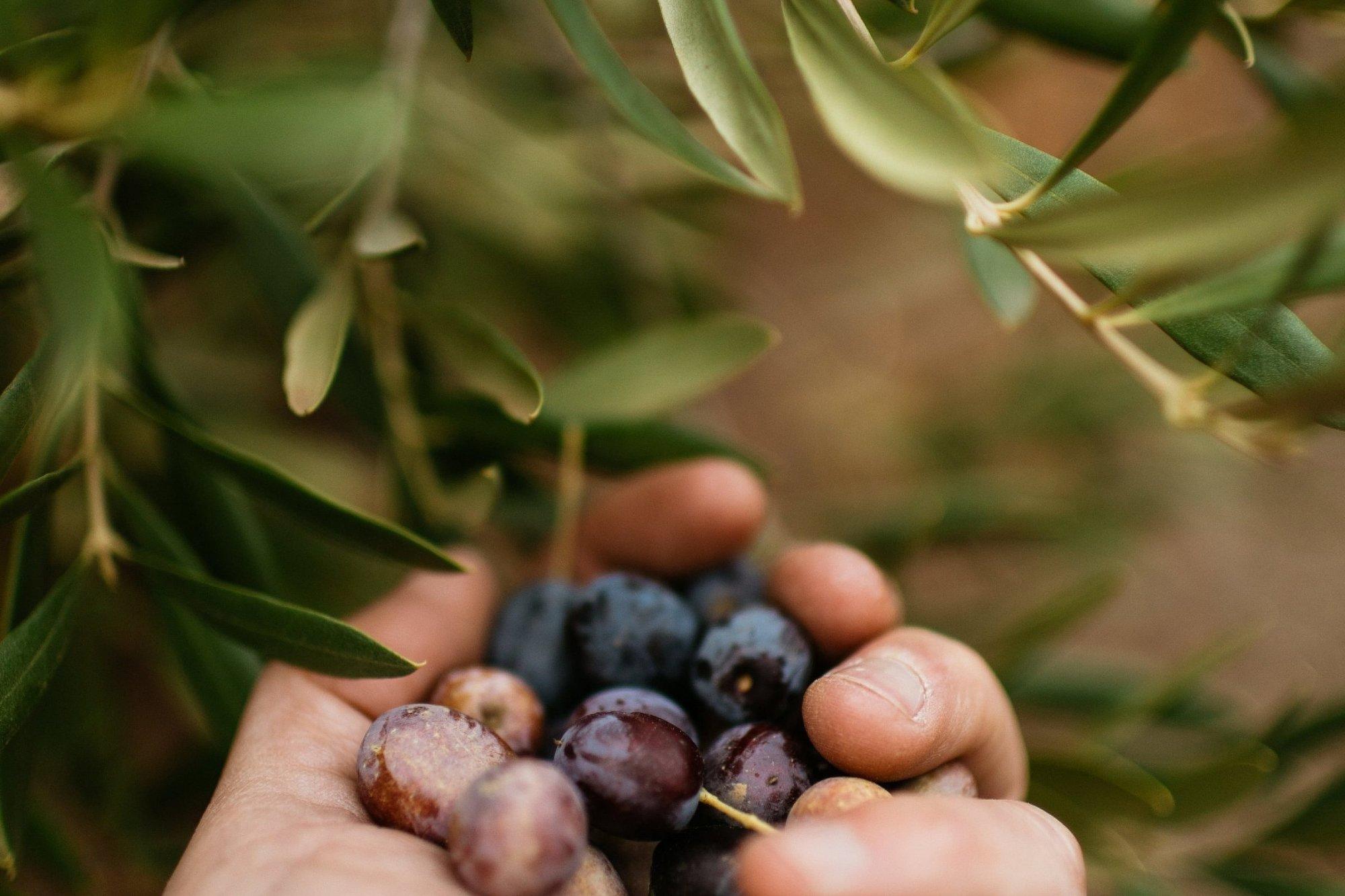 A hand holding several olives on a vine